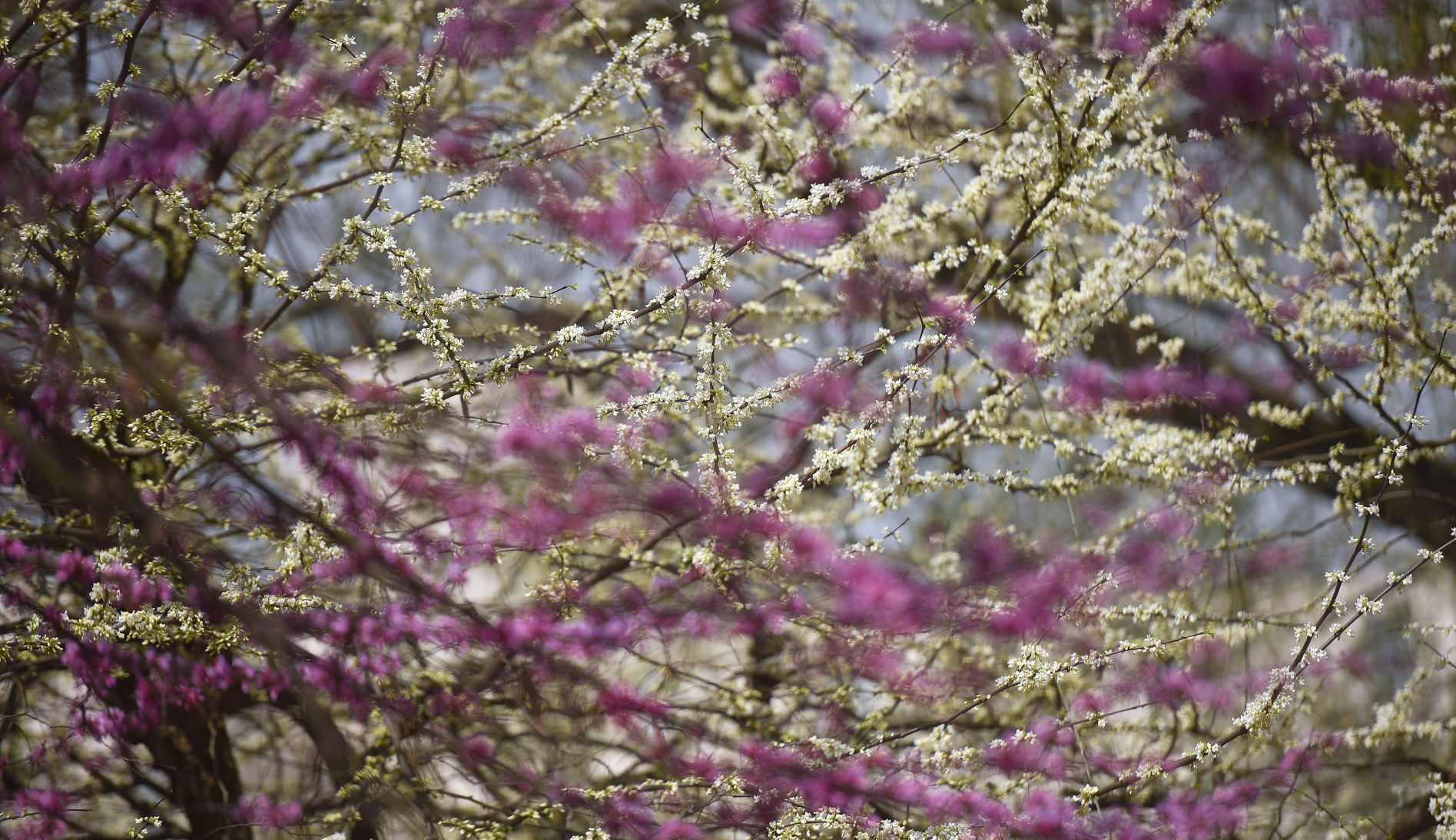 Flowering Trees